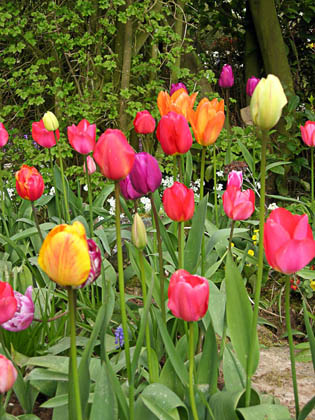 Tulipes