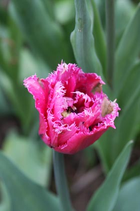 Tulipe