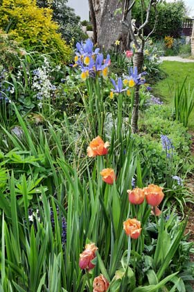 Tulipes