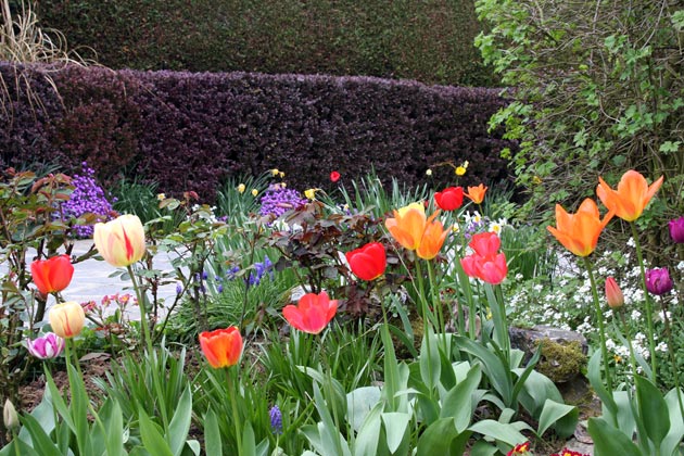 Tulipes
