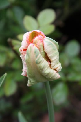 Tulipe