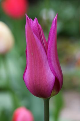 Tulipe