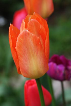 Tulipes