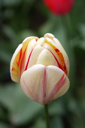 Tulipe