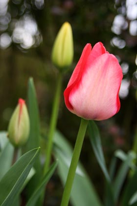 Tulipes