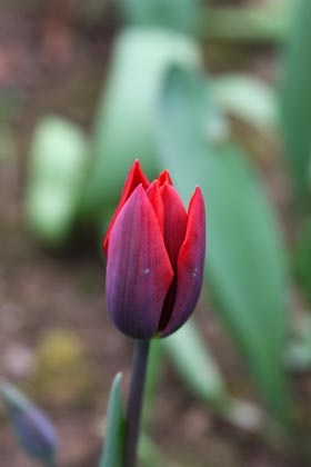 Tulipe